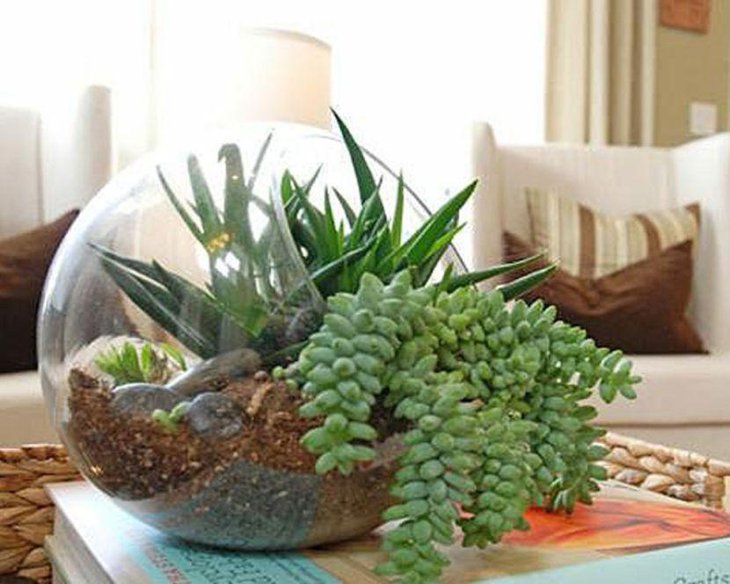 Stunning succulent terrarium centerpiece on coffee table