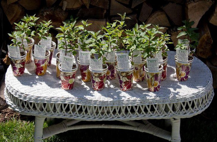 Pretty herb buckets for summer garden party favors 1