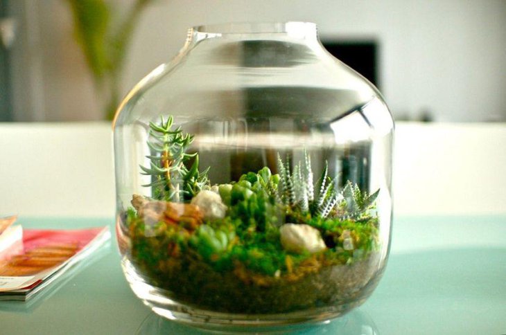 Succulent terrarium centerpiece on coffee table